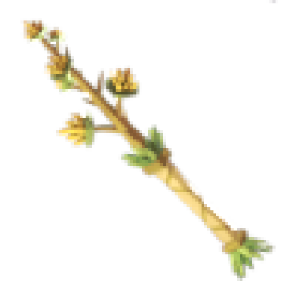 Agave Staff